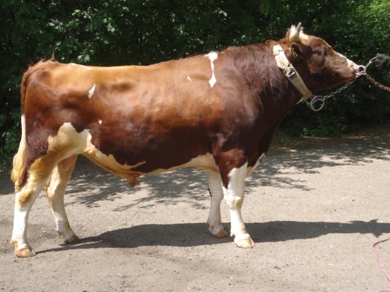 БАНК 21393 КСКП-181